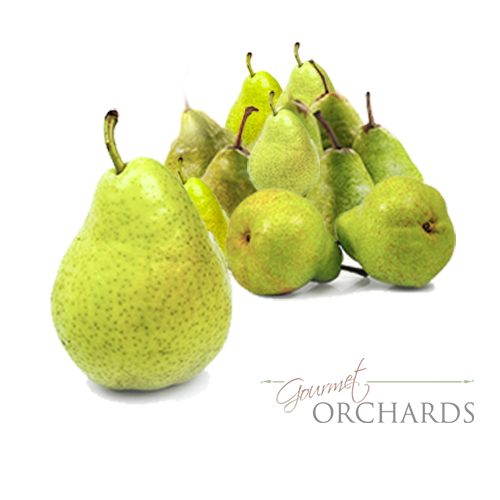 Organic Green D’Anjou Pears – 1 Dozen